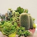 Another World Succulent Centerpiece