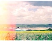 Fields of Gold // Flowers and surf at Crantock Beach, Cornwall 16 x 11 Matt Print