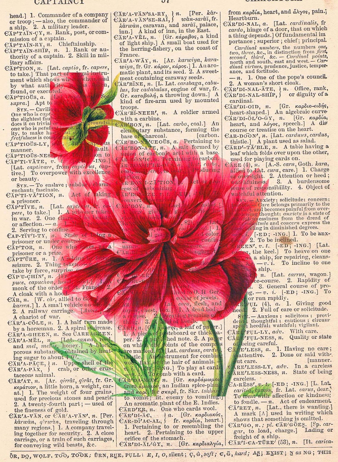 Vintage Art  Art Peonies 7.5X10 inch Print