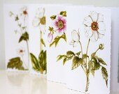 Blank Note Cards, 4 Pack, Assorted White Flowers, Anemone, Helleborus, Deckle Edged Card