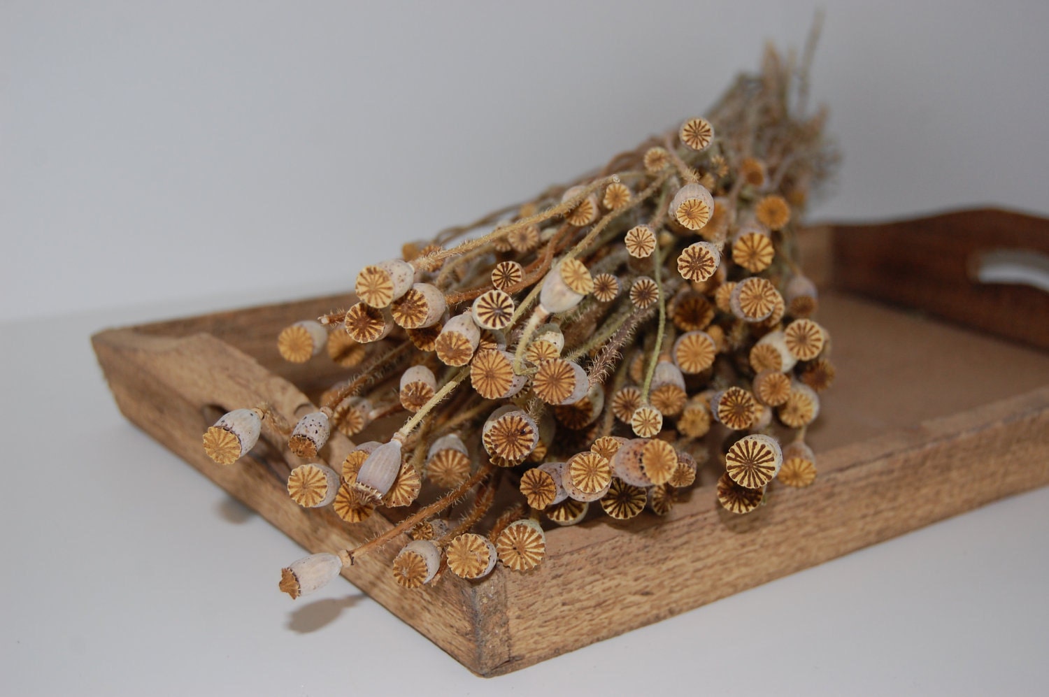 Miniature Poppy Pods