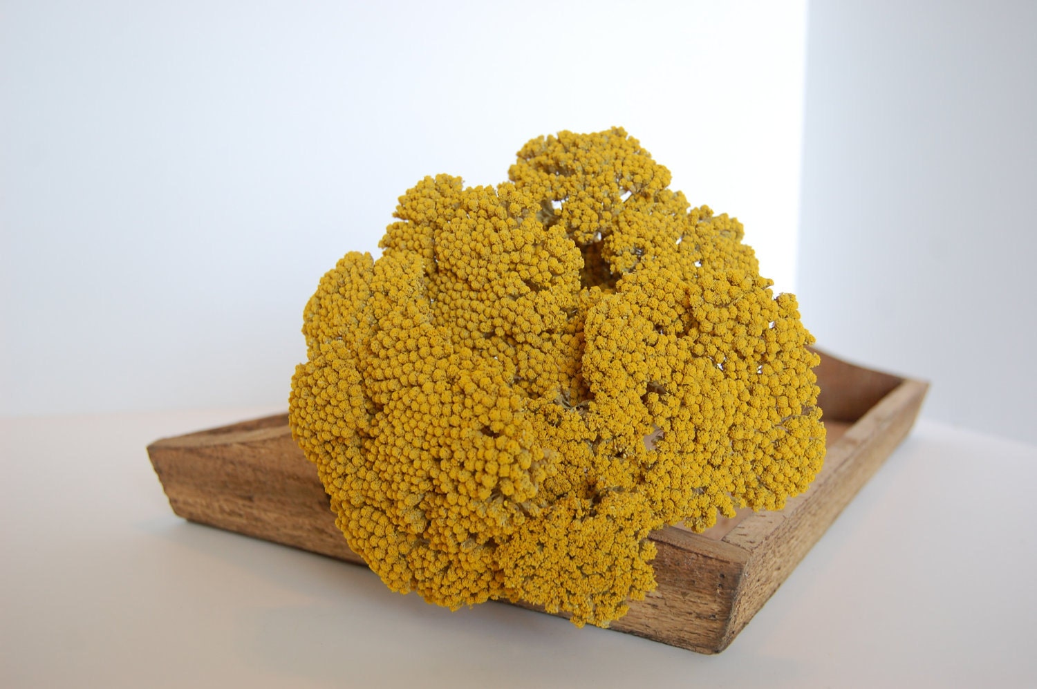 Yellow Yarrow Bunch