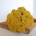 Yellow Yarrow Bunch