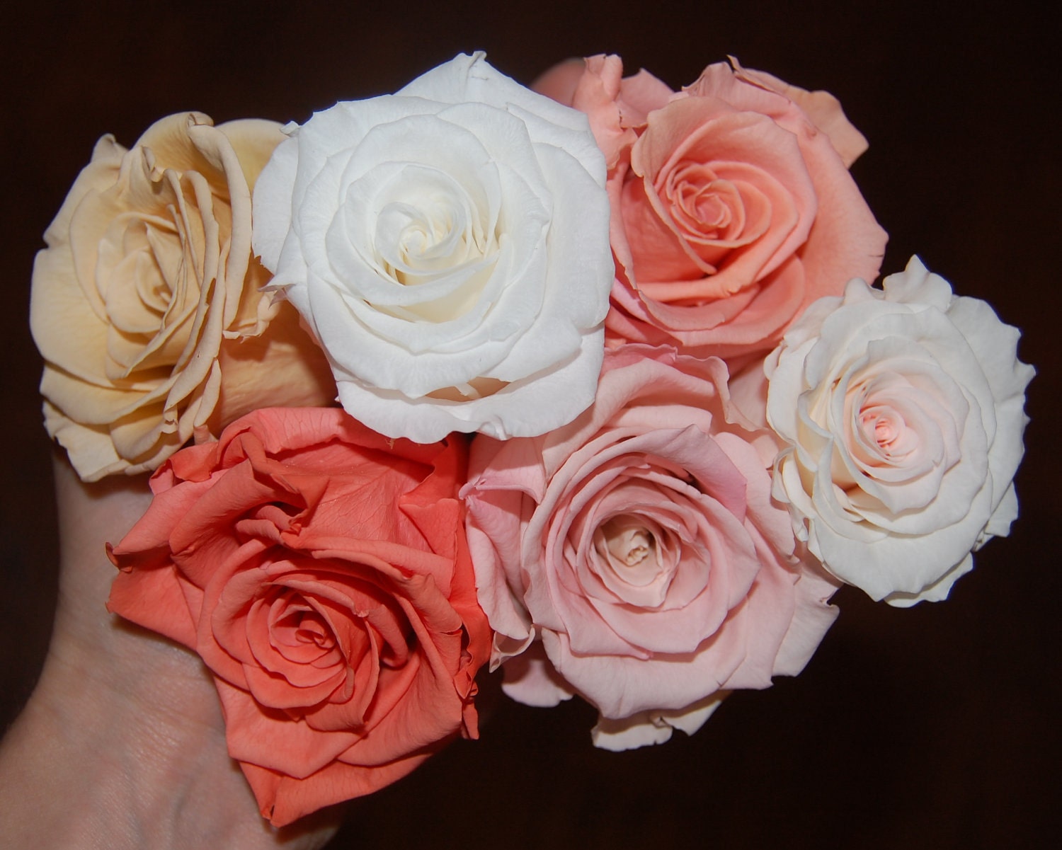 Preserved Roses (stemmed) - Multiple Sizes and Colors Available