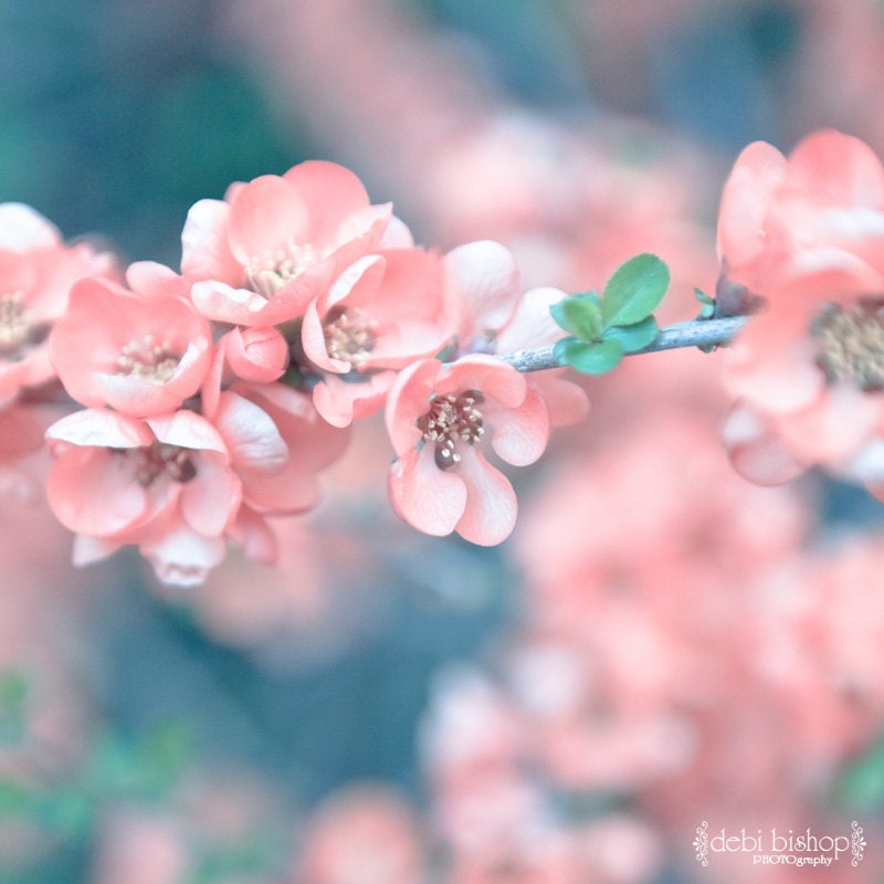 Pink Flower Blossom Cotoneaster Petals Spring Turquoise 8x8 Photo- Home Decor Fine Art Print