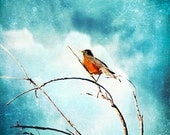 Nature Spring -Robin Red Sky Blue Clouds White -11x14 Photograph - Home Decor Fine Art Print