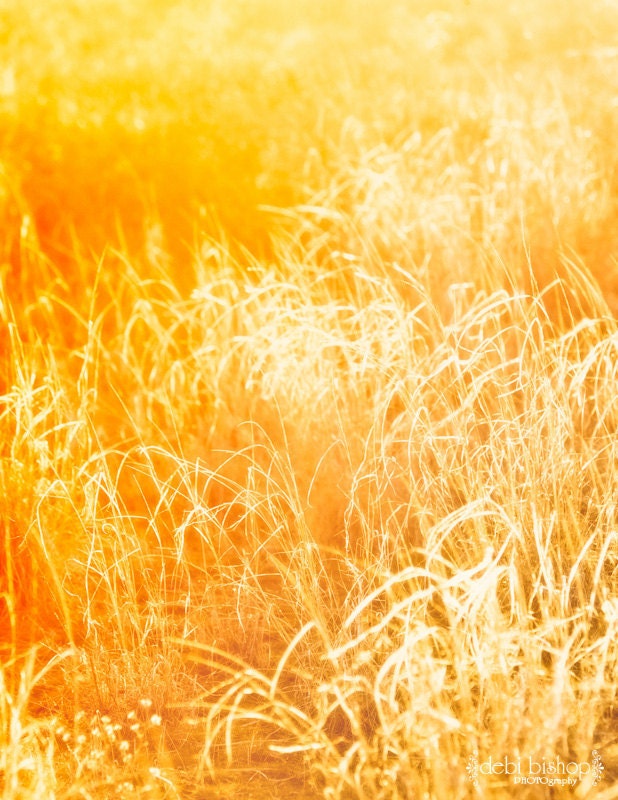 Orange Sunlight Yellow White Grass Nature Abstract- Photograph 11x14 - Home Decor Fine Art Print