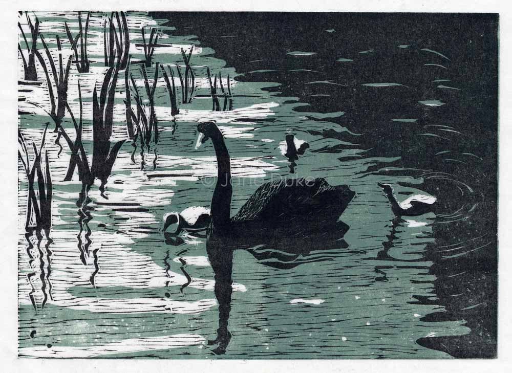 Black Swans original woodcut print blue and black handpulled print