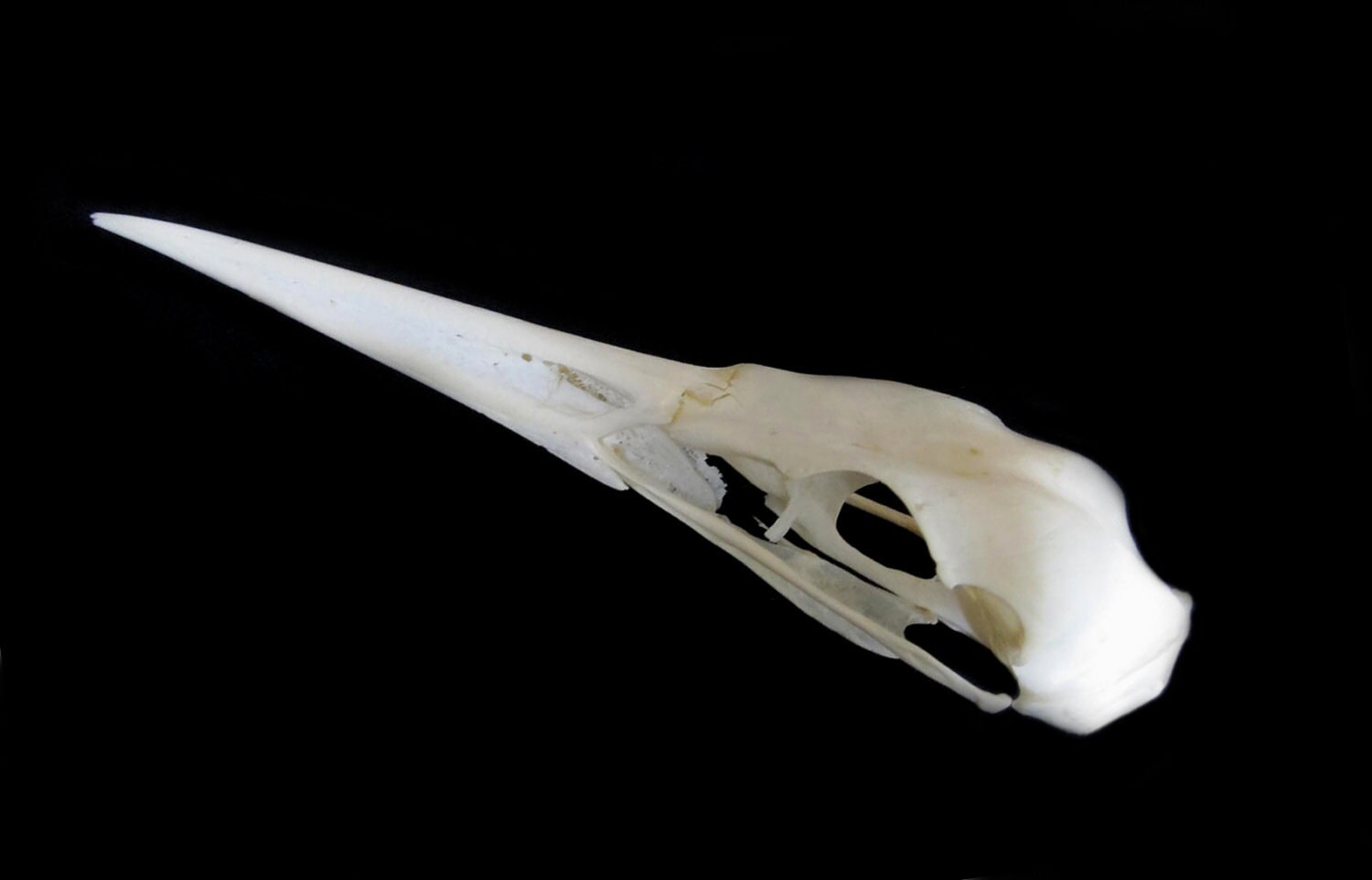 Heron Skull