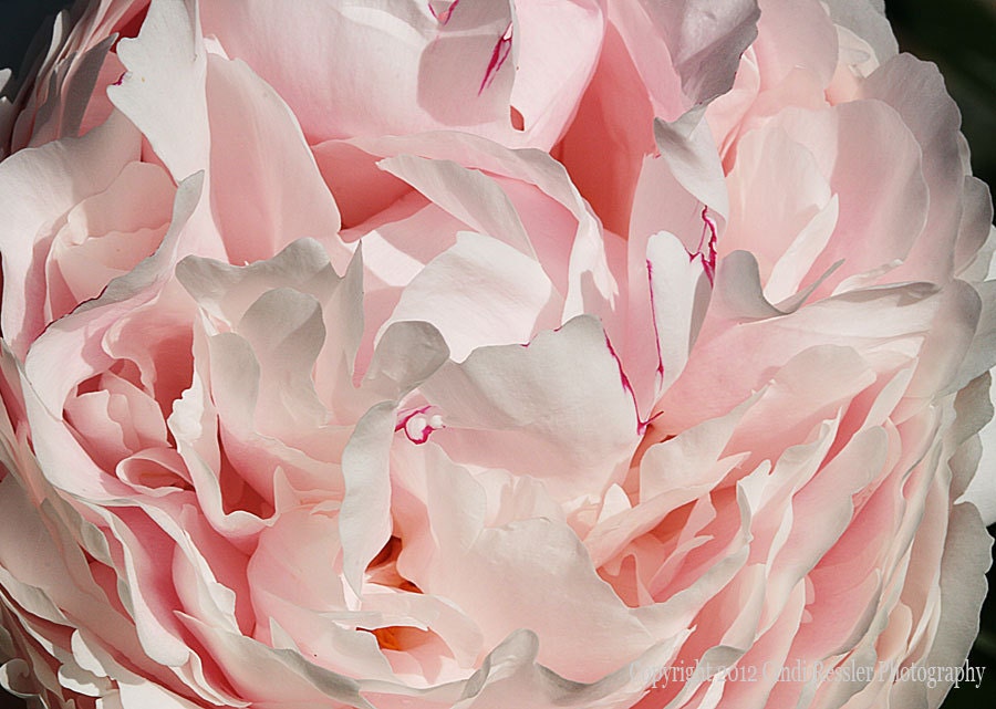 Pink Peony, 5x7 Fine Art Photography, Floral Photography, Flower Photography - CindiRessler