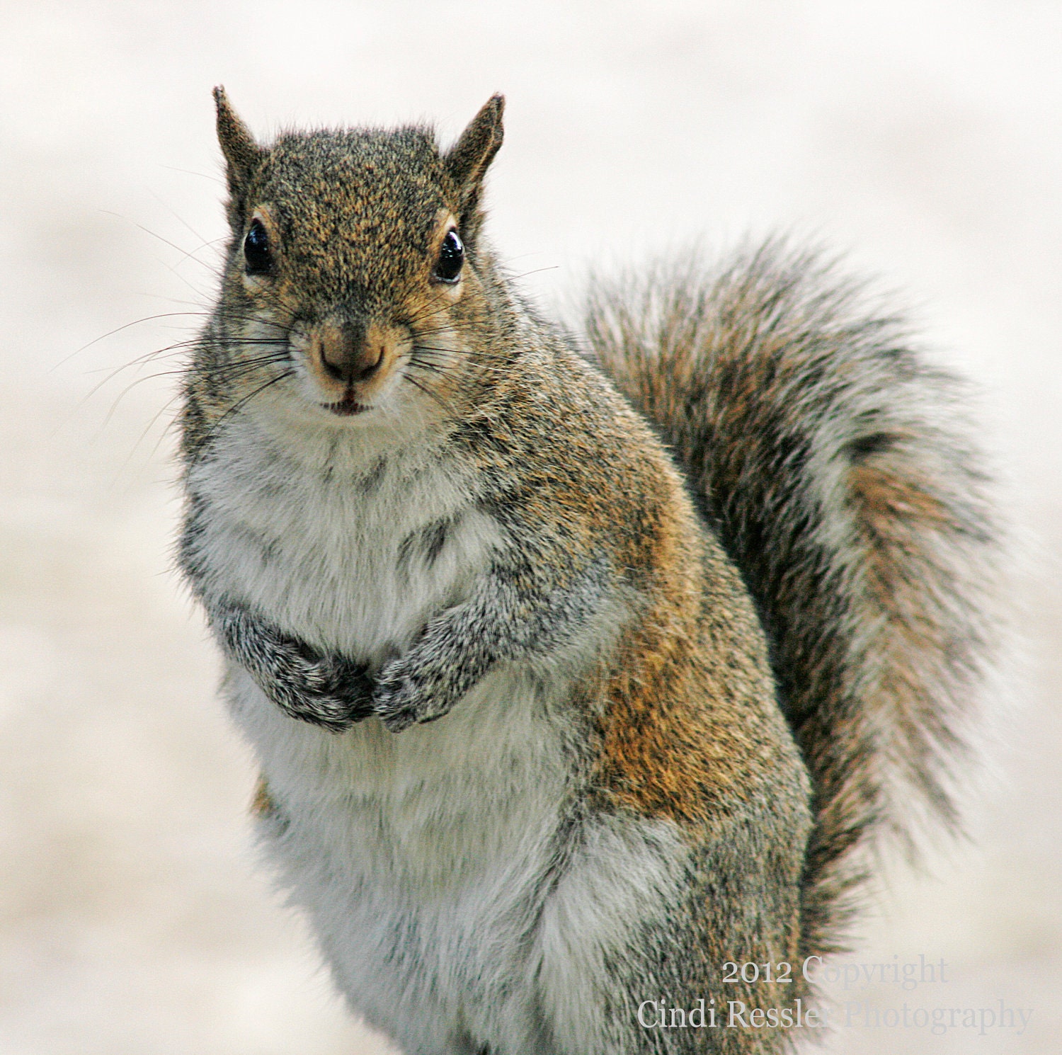 Gray Squirrel, 5x5 Fine Art Photography, Animal Photography - CindiRessler