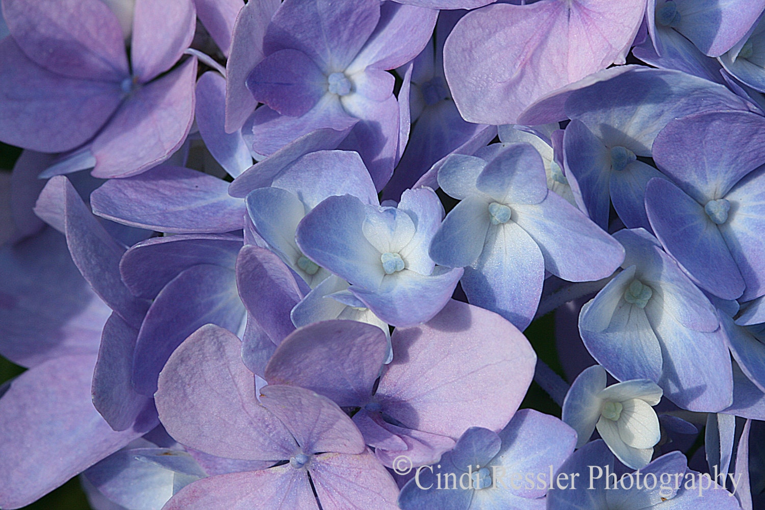 Hydrangea, 5x7 Fine Art Photography, Floral Photography, Flower Photography - CindiRessler