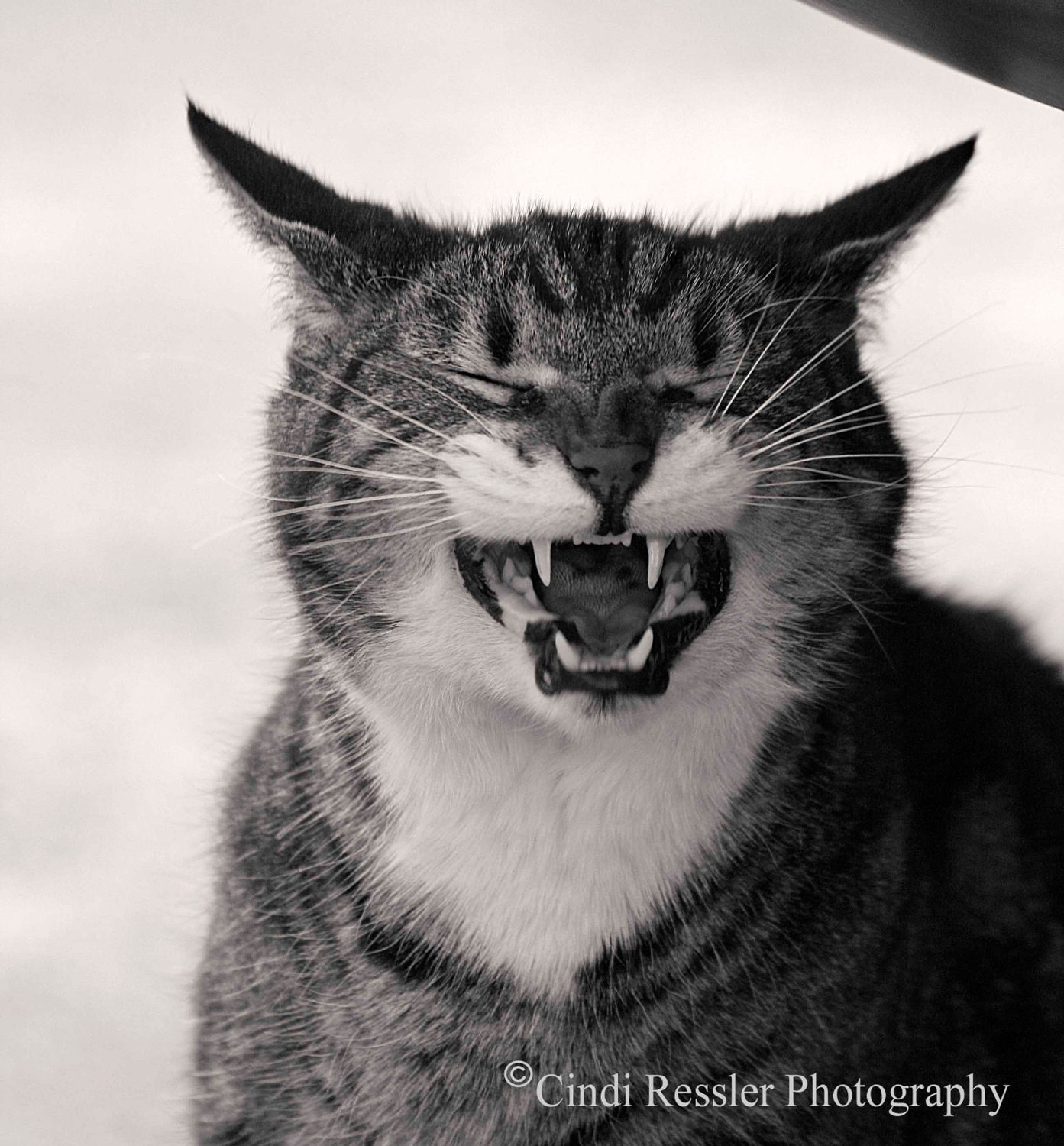 Jake the Cat, 5x5 Fine Art Photography, Cat Portrait, Black and White Photography, Charity item - CindiRessler