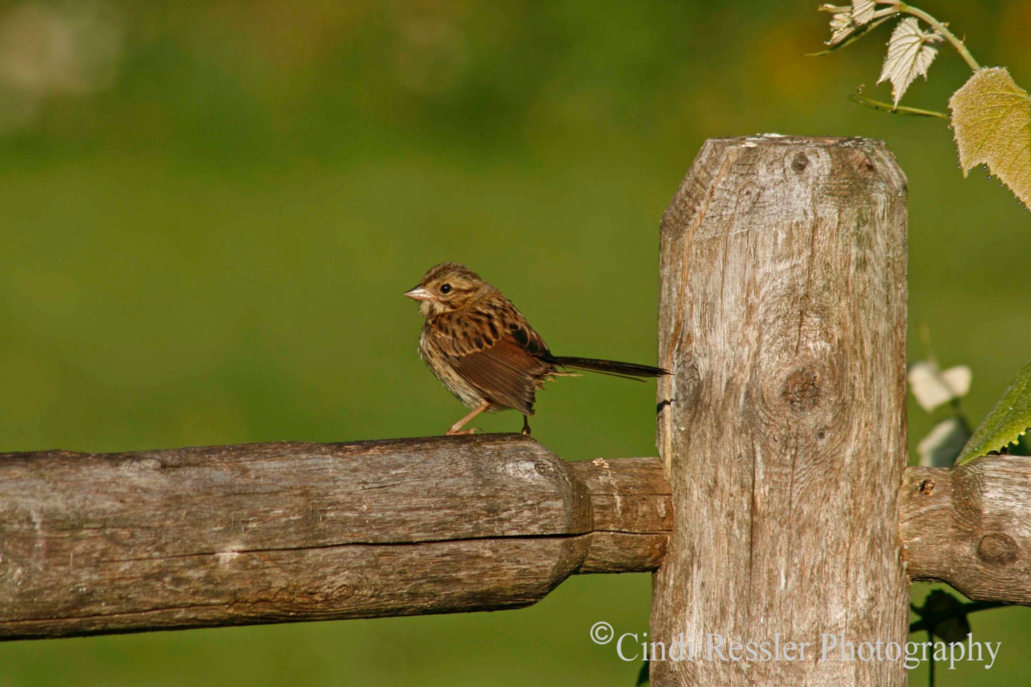 Sparrow on Fence, 5x7 Fine Art Photography, Bird Photography - CindiRessler