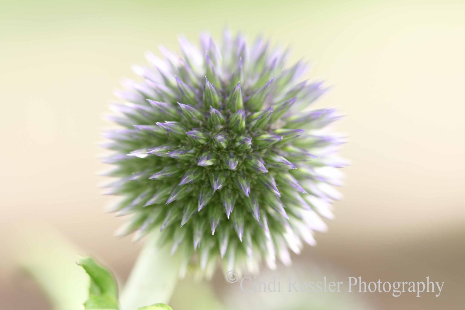 Globe Thistle, 5x7 Fine Art Photography, Floral Photography, Flower Photography, Nature Photography - CindiRessler