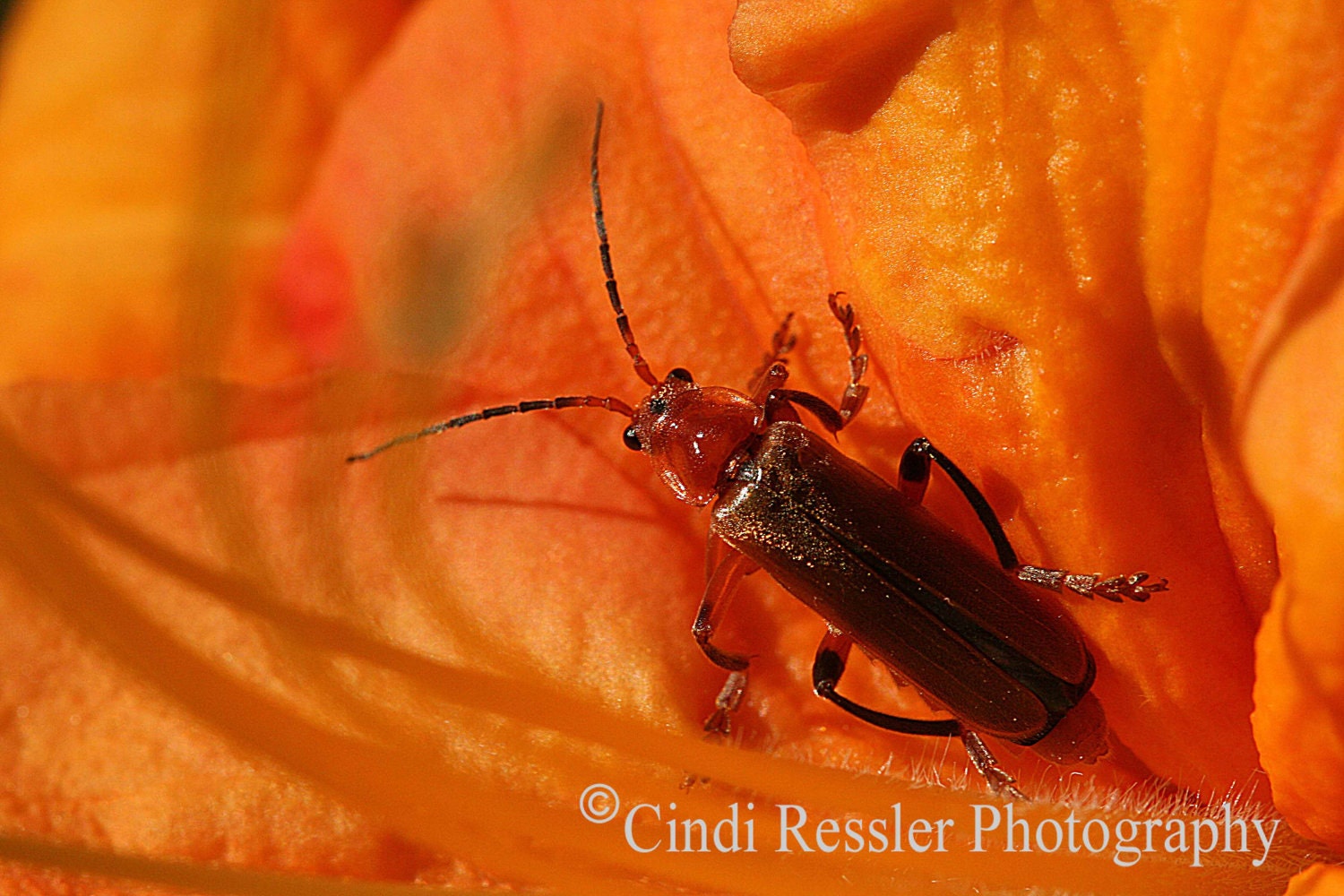 Soldier Beetle, 5x7 Fine Art Photography, Insects - CindiRessler