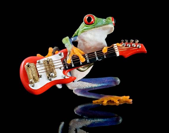 Electric Frog, Real Live Frog and Miniature Guitar, Fender, Wall Art