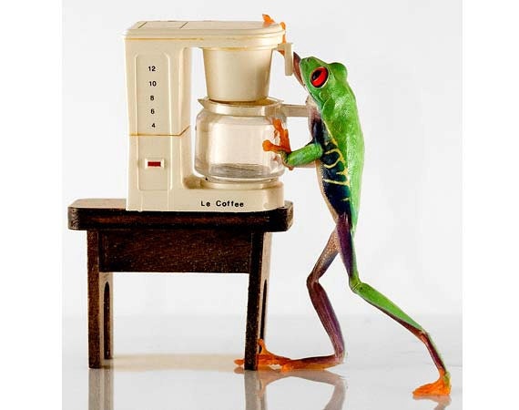 Coffee Art, Kitchen Art, Real Frog and Miniature Coffee Machine