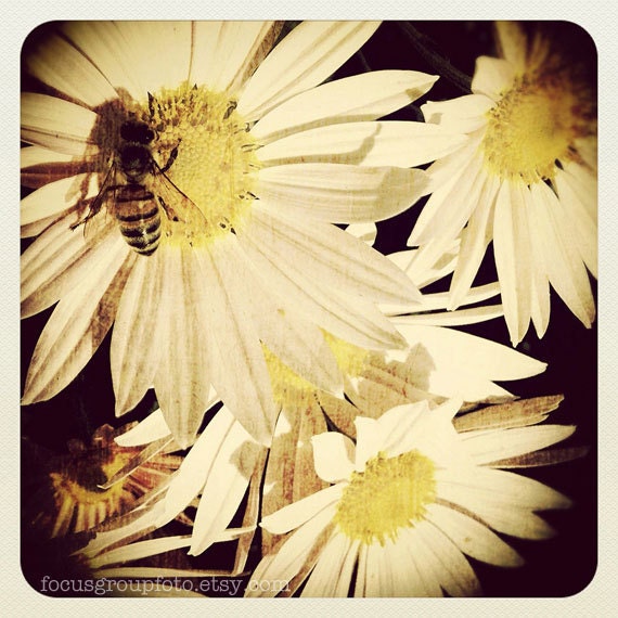 Bee on Flower Photograph, Retro Yellow Flower Insect Nature Beige Black, 5X5 Print by Alecs