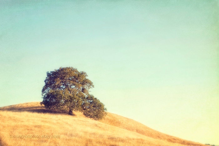 Tree Photograph Sonoma California Sky Gold Grass Fathers Day 8x12 Print by Kerry