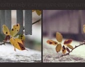Photoshop Action - Creamy Cold