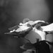 Black and White Dogwood Fine Art Photograph 4x6 inches