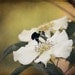 Spring Bee Fine Art Photograph 4x6 inches