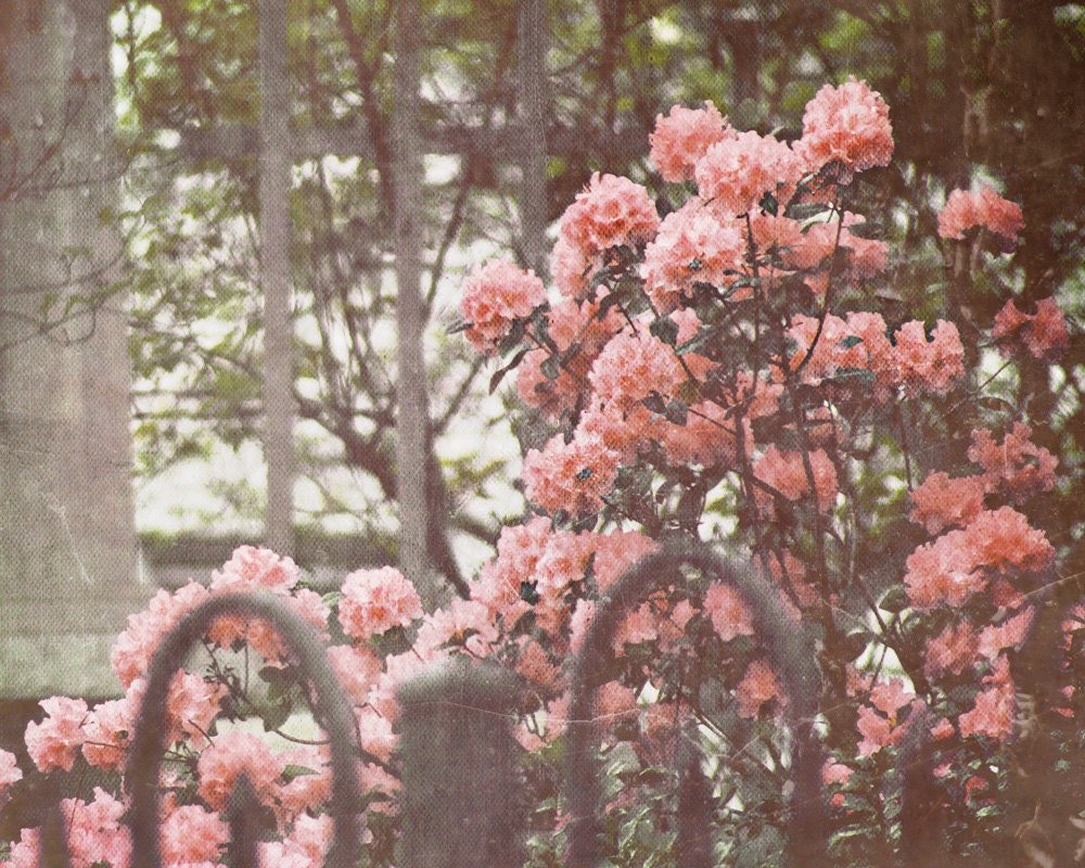 chic shabby garden courtyard gated flowers coral cottage fine wall print photography