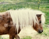 Blonde Shetland Farm Pony - Fine Art Photography - 5 x 7 print  - Horse in Green Pasture - On the Farm - "Pony"