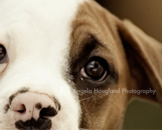 Boxer Puppy Dog Face - Fine Art Photography - 5 x 7 print - Brown and White Dog - Macro Close Up - "Boxer Nose"