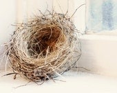 Little Sparrow Bird Nest - Fine Art Photography - 8 x 10 print - Soft Focus - Shabby Chic Home Decor - "Nested"