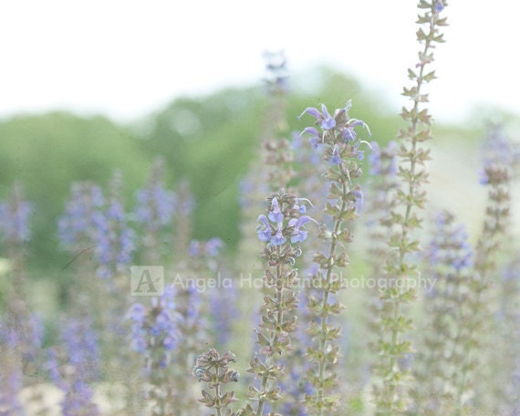 Tall Lavender Flowers - Fine Art Photography - 5 x 7 print - Purple Wildflower Garden - Romantic Soft Focus - "Lavender"