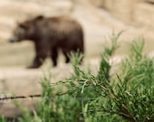 Brown Bear at the Zoo - Fine Art Photography - 5 x 7 print - Evergreen Branch - Soft Focus- "Mr Brown Bear"