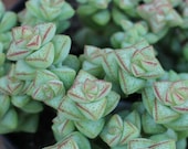 Succulent Plant - Crassual 'Tom Thumb'