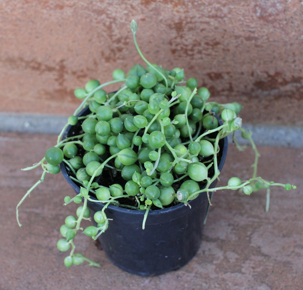Succulent Plant - Senecio Rowleyanus 'String of Pearls'