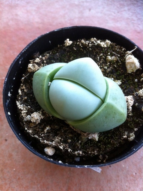 Succulent Plant - Argyroderma spp.