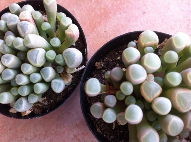 Succulent Plant - 2 Baby Toes