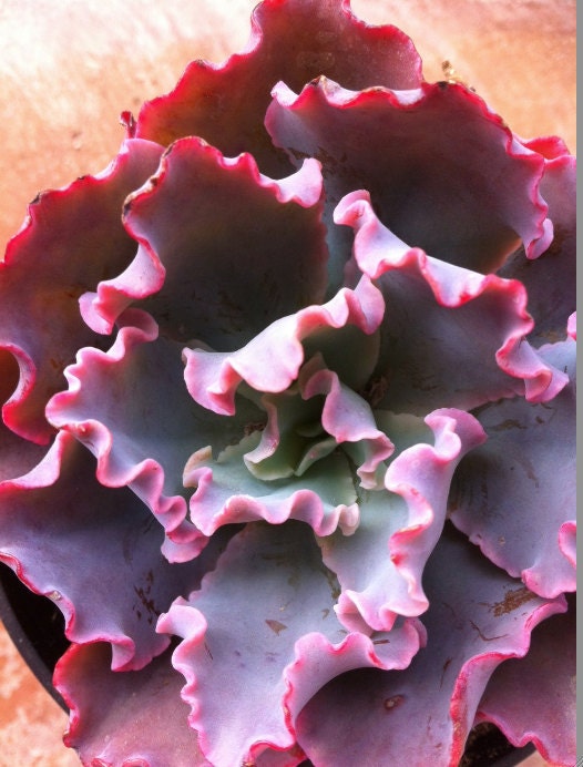 Succulent Plant - 'Blue Curls'
