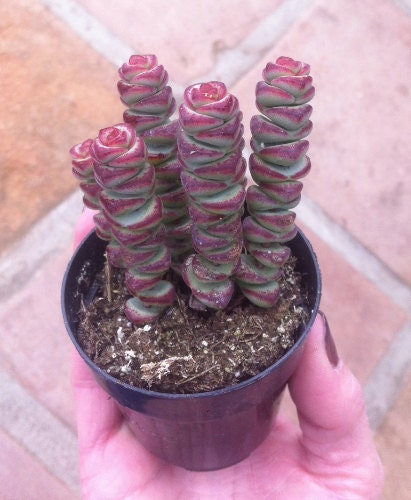 Succulent Plant - Crassula 'Baby Necklace'