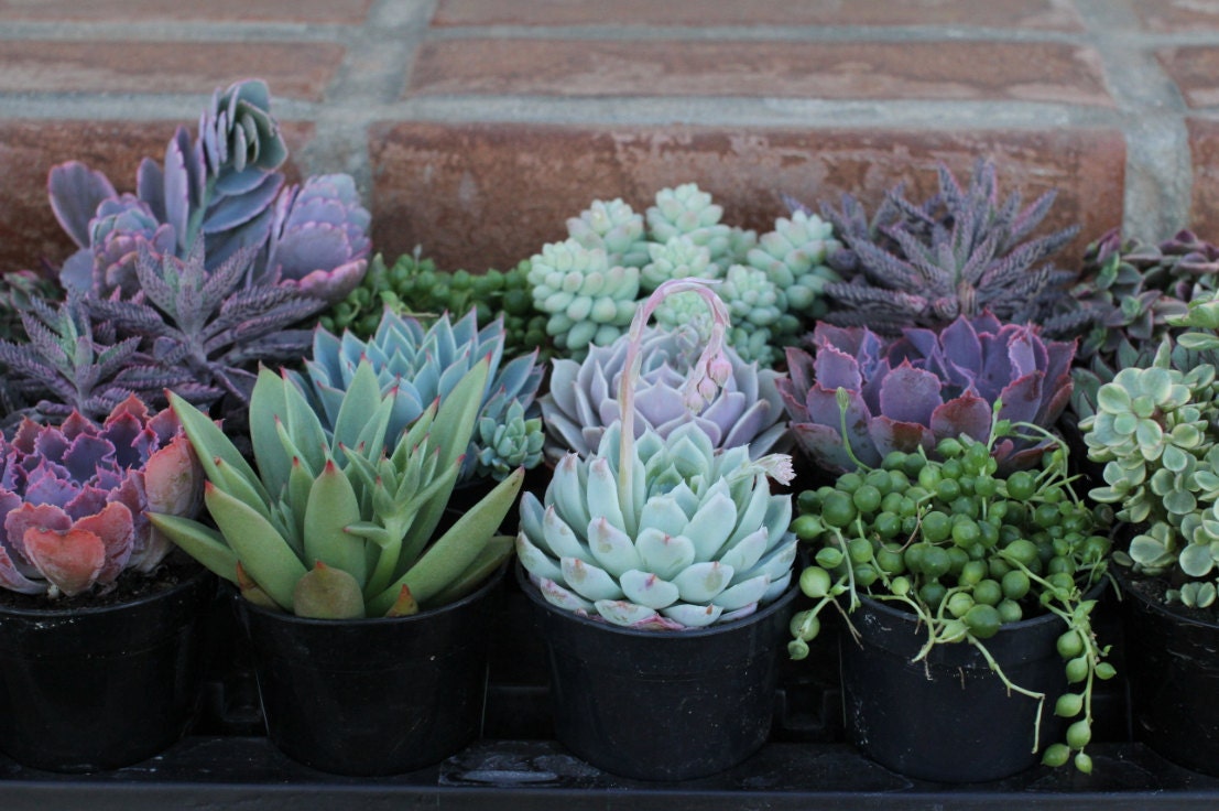 Succulent Plants A Variety Of 18 Medium Size by SucculentOasis