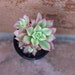 Succulent Plant - Aeonium 'Kiwi'