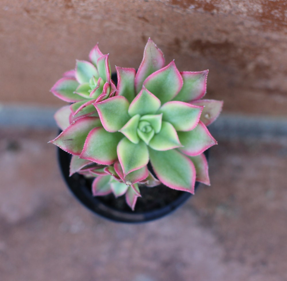 Succulent Plant - Aeonium 'Kiwi'