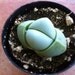 Succulent Plant - Argyroderma spp.