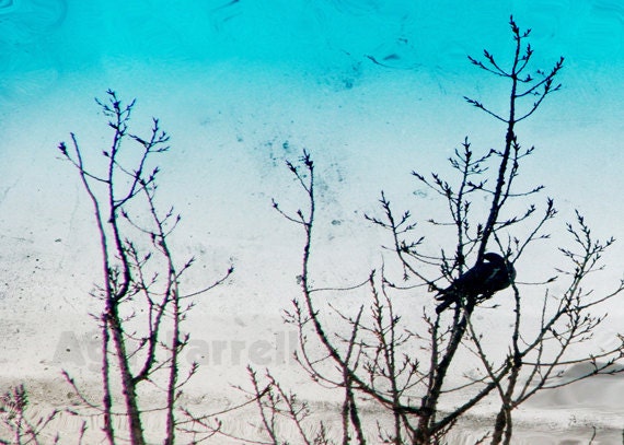Silver Blue Sky, Bird Photography, Nature Photo, Time Flies, Clearance Sale - 5x7