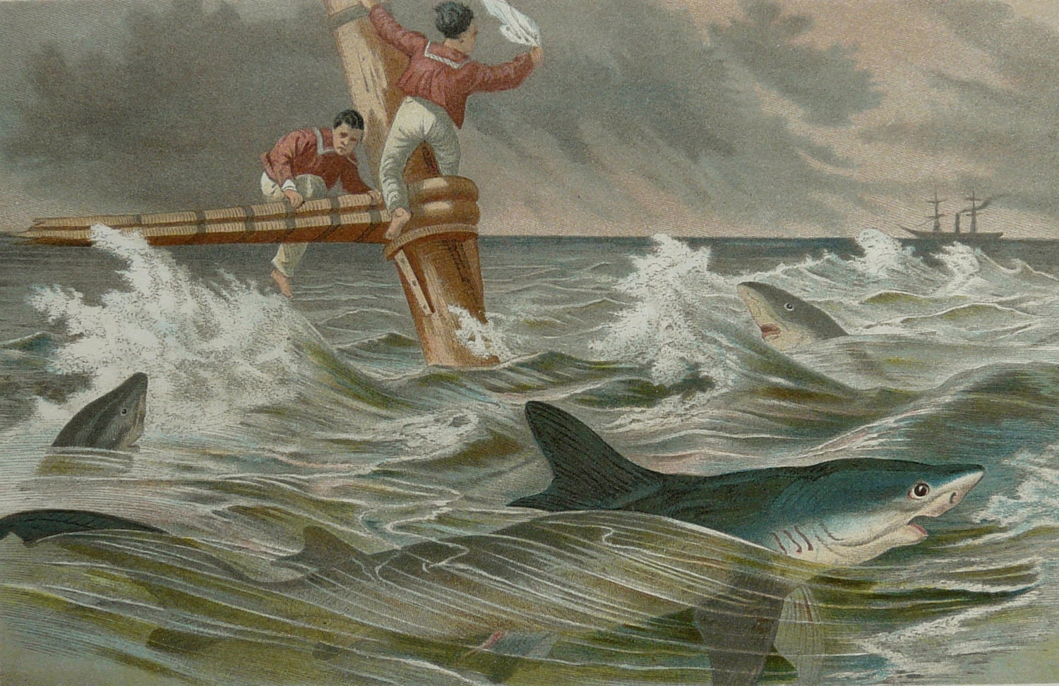 1890 Antique fine lithograph of a SHARK ATTACK, SHIPWRECK. Sea Life. 123 years old print.