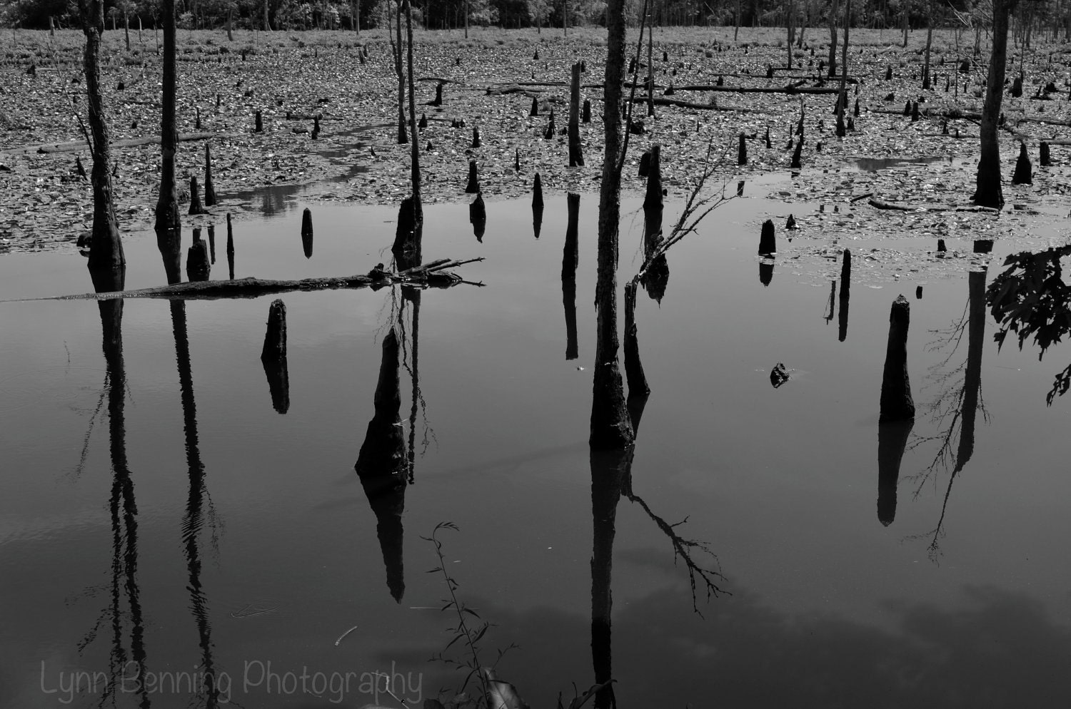 Tree Reflections in the Water