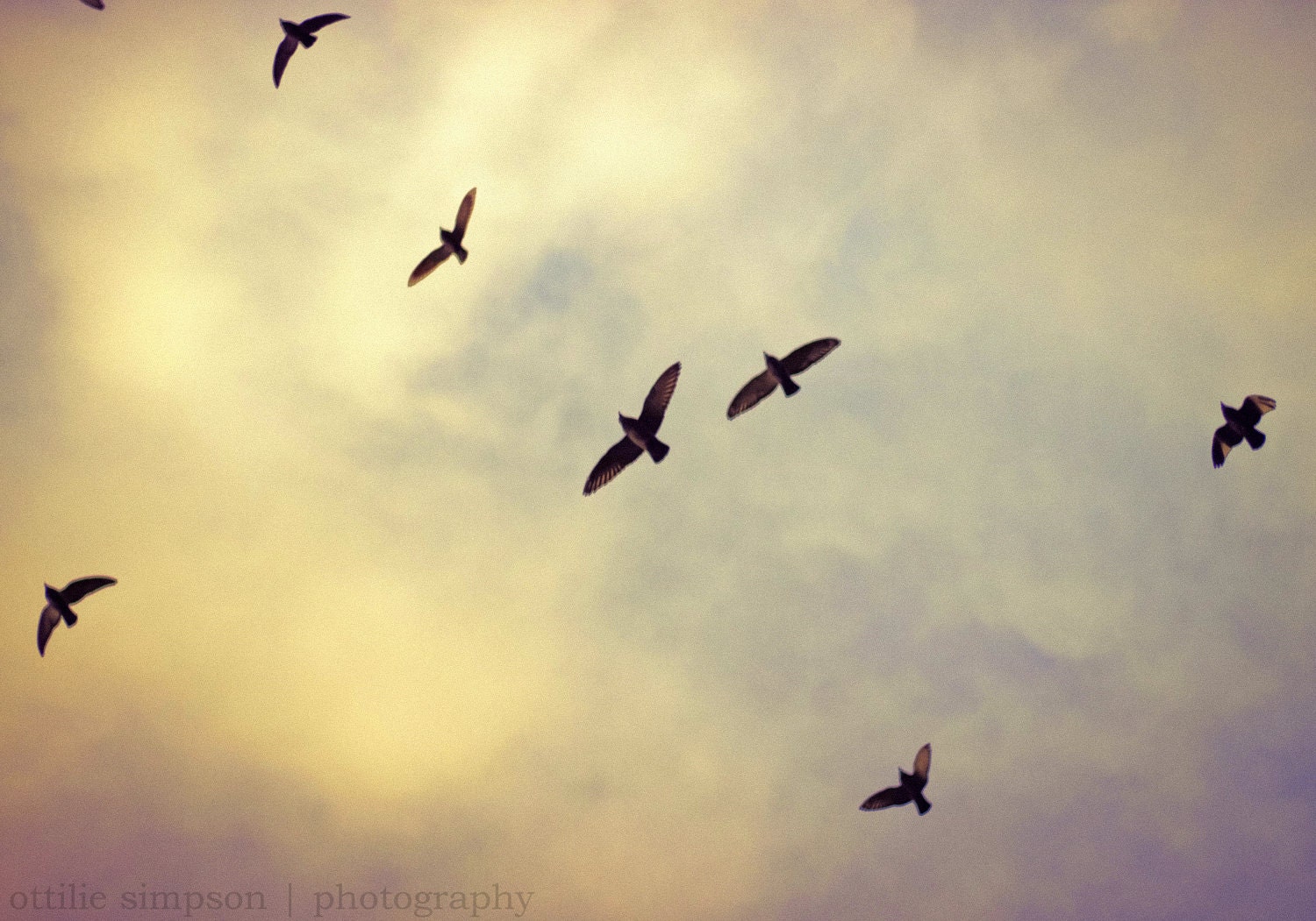 Soaring Birds Against Sky - Fine Art 10'' x 7'' Photographic Print