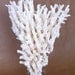 White Coral Branch on Acrylic Base Nautical Beach Home Decor