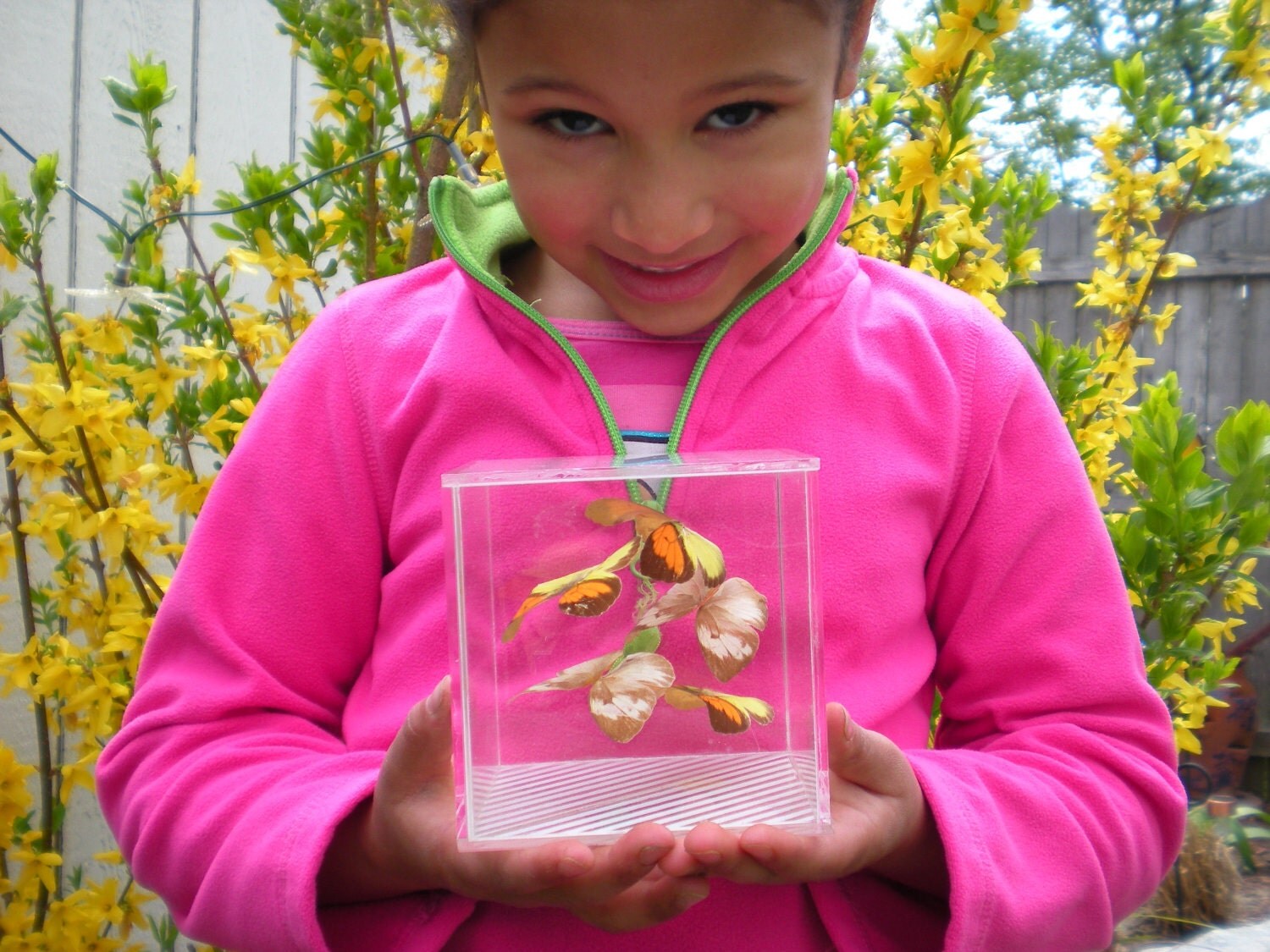 butterfly taxidermy box