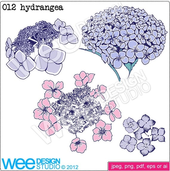 HYDRANGEA flowers digital clipart graphics  png jpeg amp; eps personal 